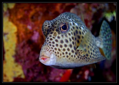 Spotted Trunkfish, AKA Hotlips