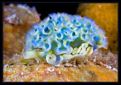 Lettuce Sea Slug w/uncommonly seen blue tint