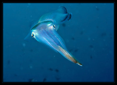 Daytime Squid