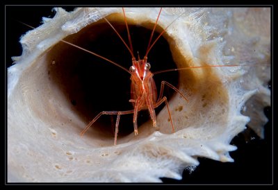 Peppermint Shrimp Roll