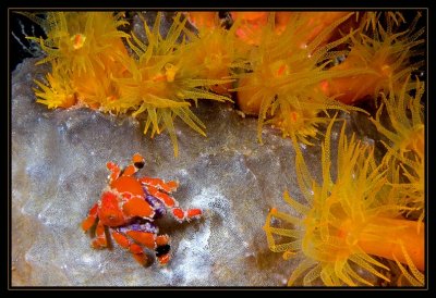 Southern Teardrop Crab & Orange Tube Anenomes