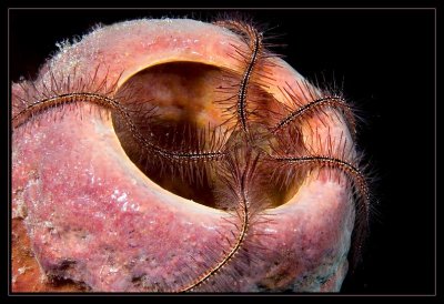 Tube Sponge and Brittle Star