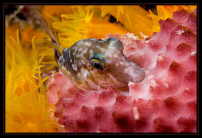 Sleeping Puffer - a little closer view