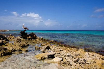 Bonaire Coast and Pelican