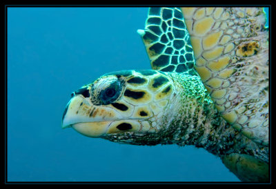 Hawksbill Turtle, Flippers Up