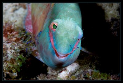 Parrotfish being cleaned and damn happy about it