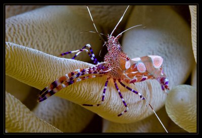  We Spotted a Spotted Cleaner Shrimp