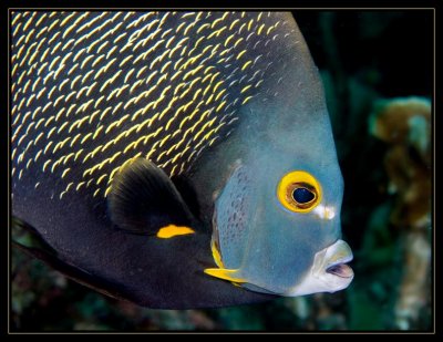 French Angelfish