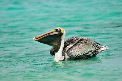 Bonaire Pelican