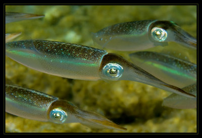 More reef squid in the shallows at Tori's Reef