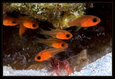 Anemones, Bridle Cardinalfish and a Two Claw Shrimp