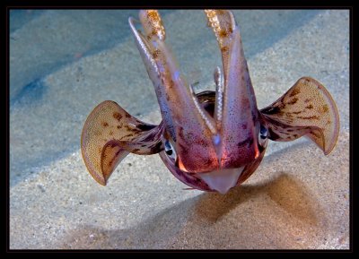Bari Reef Squid