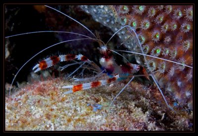  Banded Coral Shrimp