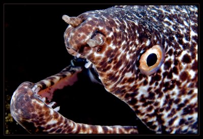 Spotted Moray