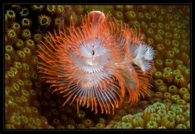 Christmas Tree worm