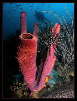 Purple Stove-Pipe Sponge, Black & White Crinoid and Rick