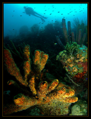 Another Bonaire Reefscape