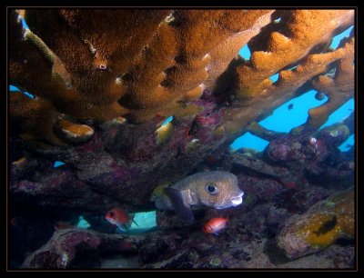 large Porcupinefish
