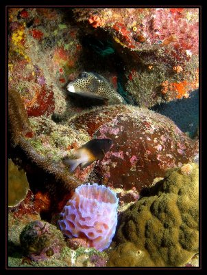 Azure Vase Sponge, Bicolor Damselfish & Spotted Trunkfish