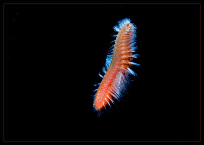 Free Swimming Fireworm on a Night Dive