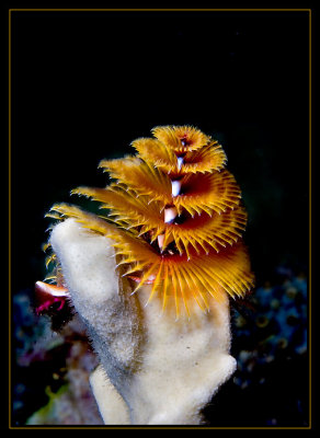 Another Christmas Tree worm