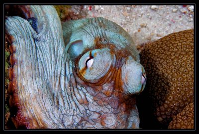 Bonaire  Octopus