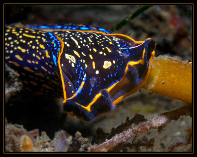 Navanax-sea hare-they prey on nudibranchs