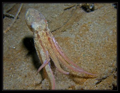 small octopus @ Vets