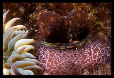 Laguna Octopus/Anemone