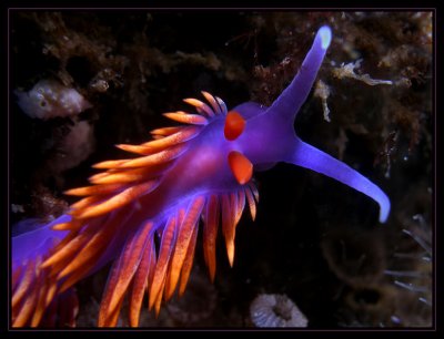 Spanish shawl nudibranch