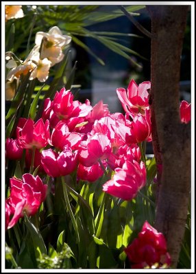 More tulips