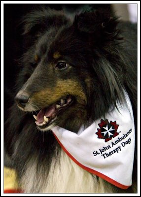St. John Ambulance's working dog