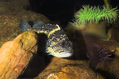 Atlanta Aquarium