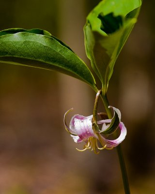 PICT2465-1_Trillum_A.jpg