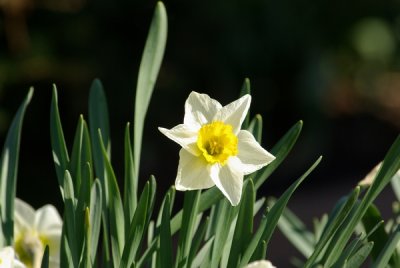 IMGP0703a.jpg