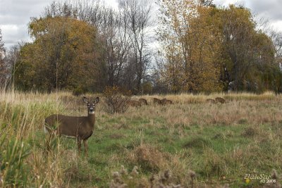 Cerfs de Virginie / White-tailed Deers Oct 2006