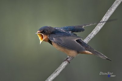 _MG_7213-1.jpg