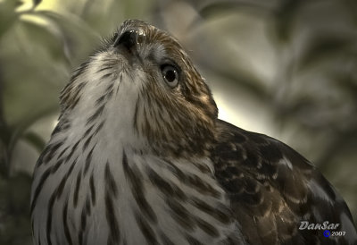 Éperviers de Cooper / Cooper's Hawk