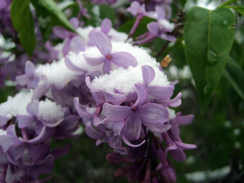 Lilacs in The Snow