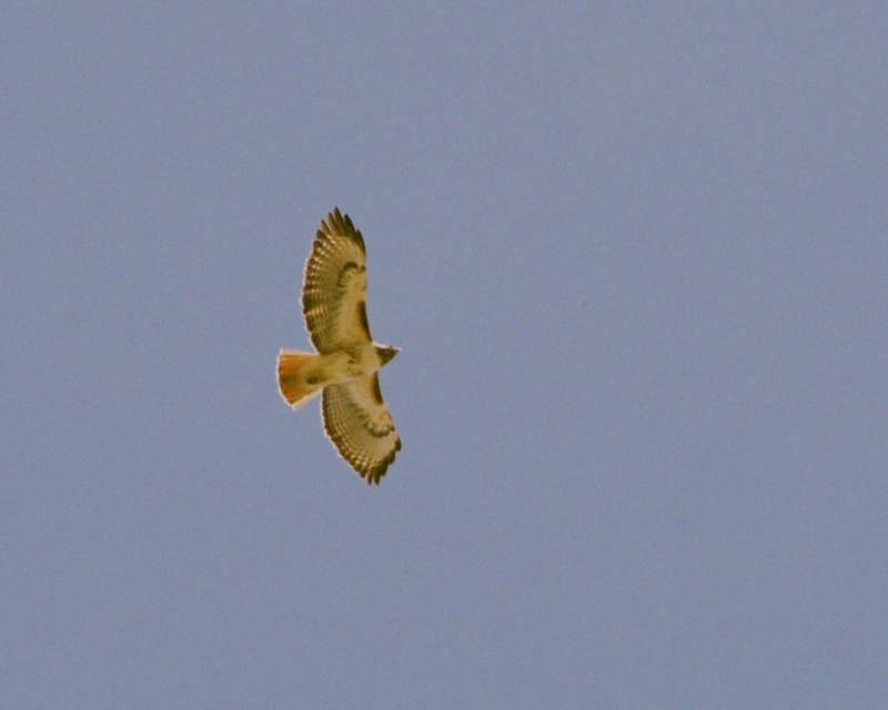 Red-Tailed Hawk Classic