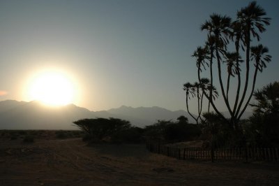 Dom palms near Eilat