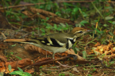 Forest Wagtail ( Dendronanthus indicus  )