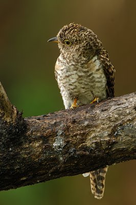 DSC_0035.jpg