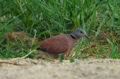 Red Collared Dove ( Streptopelia tranquebarica )