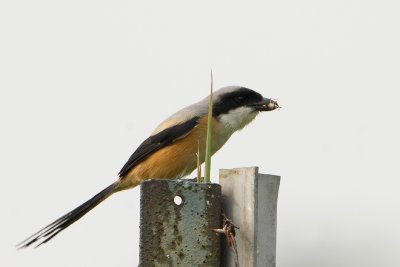 DSC_0942.jpg