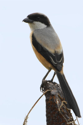 DSC_0982.jpg