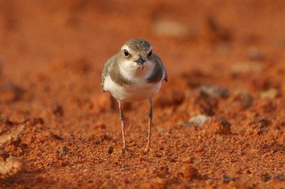 Greater Sand Plover ( Charadrius leschenaultii )