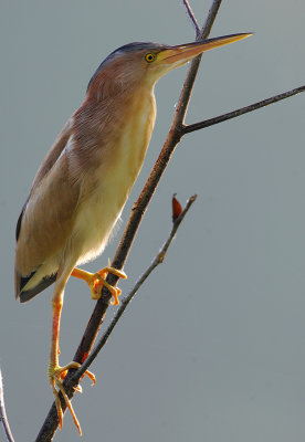 Yellow Bittern ( Ixobrychus sinensis )