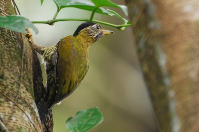Laced Woodpecker ( Picus vittatus )