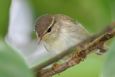 Arctic Warbler ( Phylloscopus borealis )